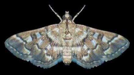 Nacoleia glageropa