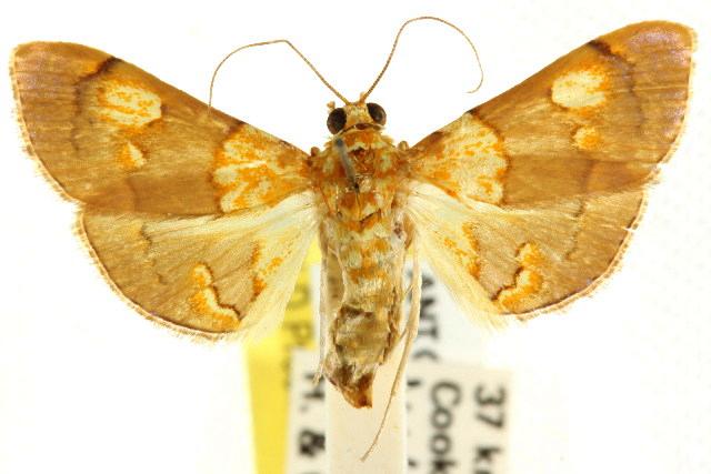 Agrotera glycyphanes