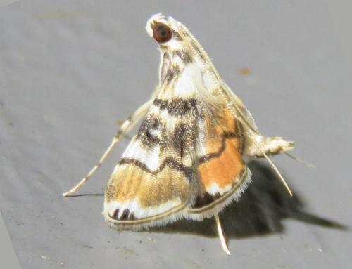 Cangetta haematera