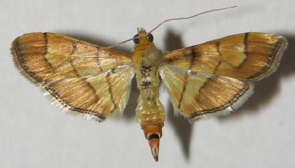 Orphanostigma haemorrhoidalis