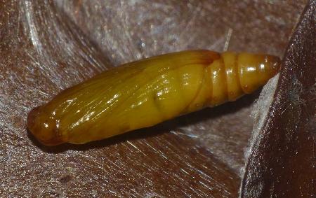 Cotachena histricalis