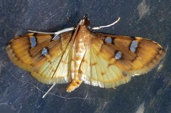 Cotachena histricalis