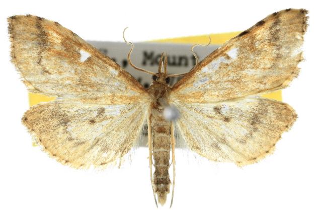 Udea hyalistis