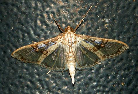 Palpita hyaloptila
