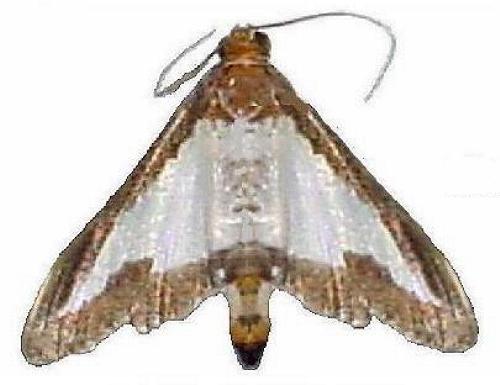 Diaphania indica