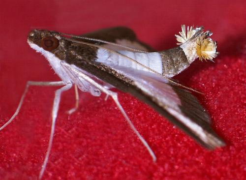 Diaphania indica