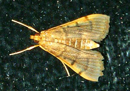 Omiodes indicata
