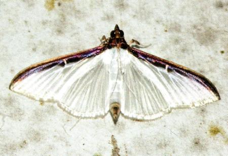 Cydalima laticostalis
