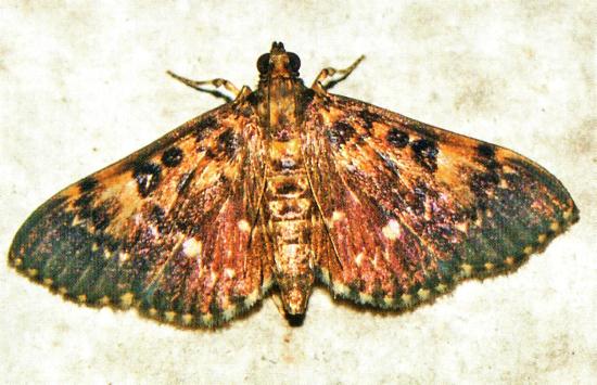 Syllepte leucodontia