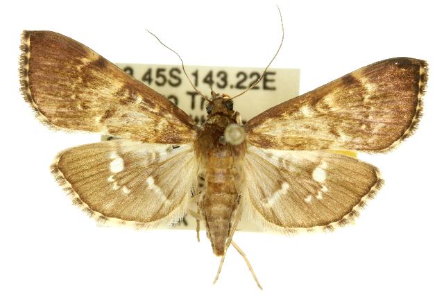 Syllepte leucodontia
