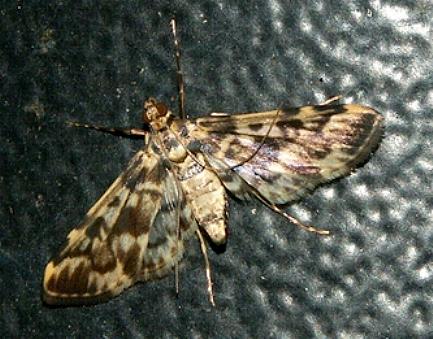 Rhimphalea lindusalis
