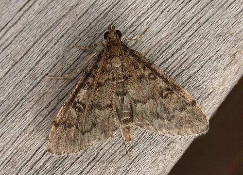 Metasia liophaea