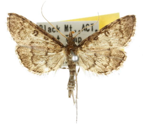 Metasia liophaea