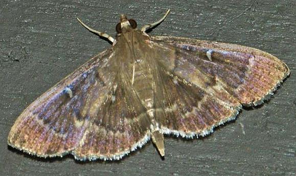 Coptobasis lunalis