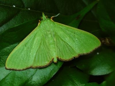 Parotis marginata