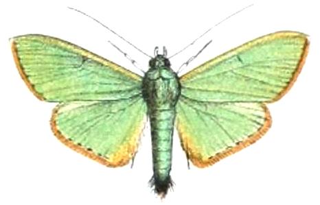 Parotis marginata