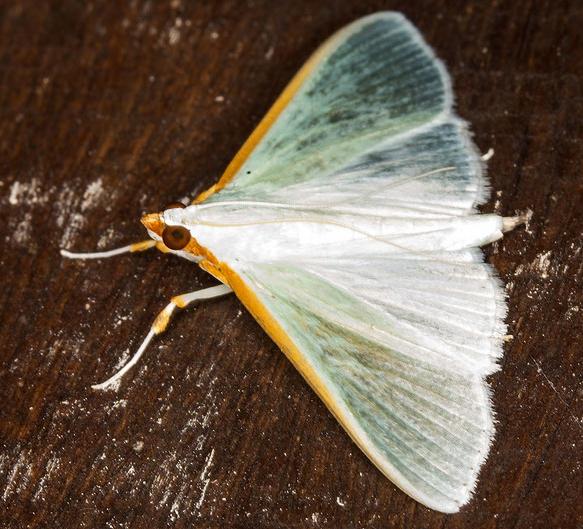 Stemorrhages marthesiusalis