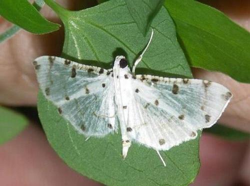 Pycnarmon meritalis