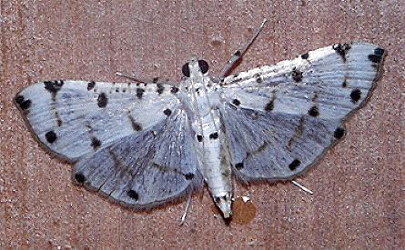 Pycnarmon meritalis