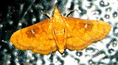 Eusabena monostictalis