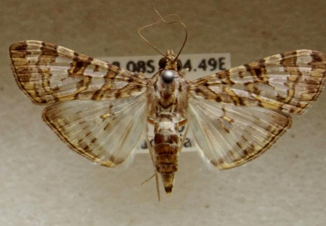 Dysallacta negatalis