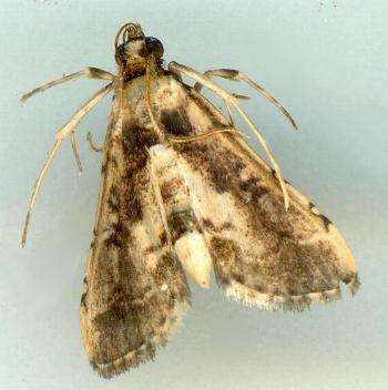 Nacoleia obliqualis