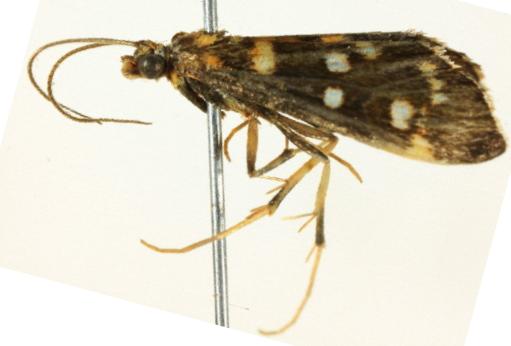 Diathrausta ochreipennis
