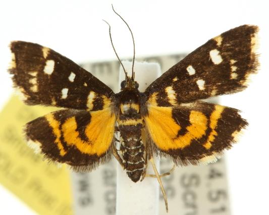Diathrausta ochreipennis
