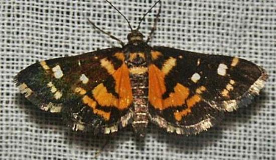 Diathrausta ochreipennis