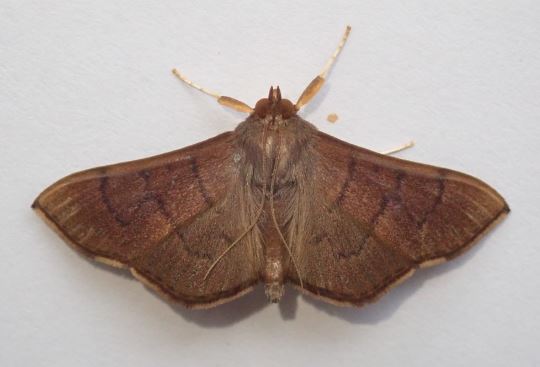 Omiodes origoalis