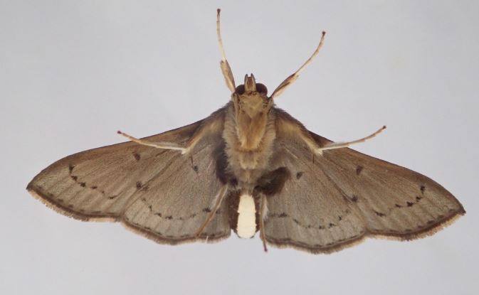Omiodes origoalis