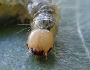 Omiodes origoalis