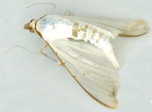 Palpita pajnii