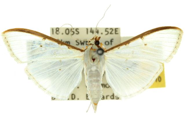 Palpita pajnii