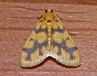 Eusabena paraphragma