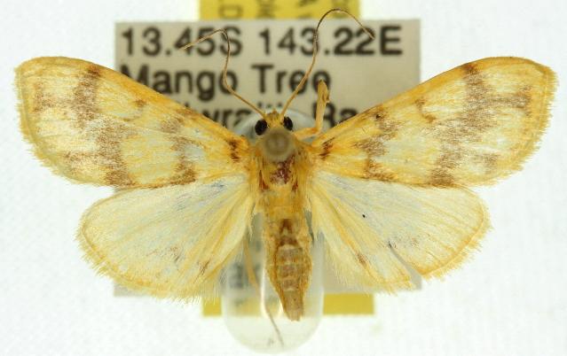 Eusabena paraphragma