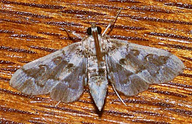 Nacoleia parapsephis