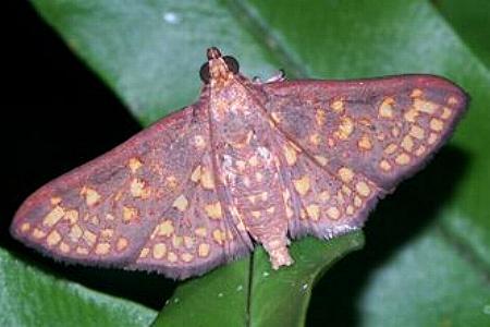 Trigonobela perfenestrata