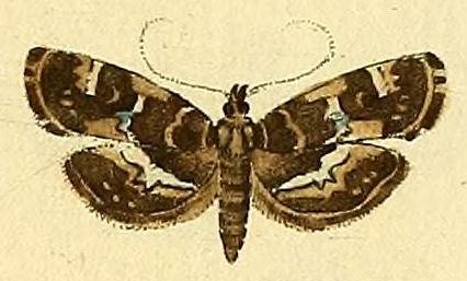 Hymenia perspectalis