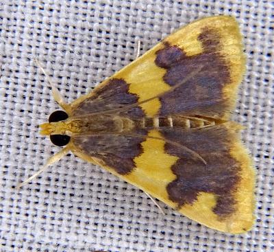 Rehimena phrynealis