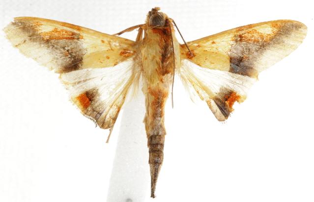 Tetracona pictalis