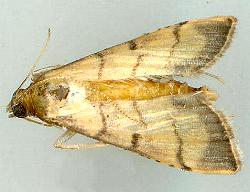 Cnaphalocrocis poeyalis