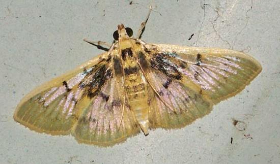 Syllepte polydonta