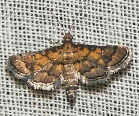 Metasia polytima
