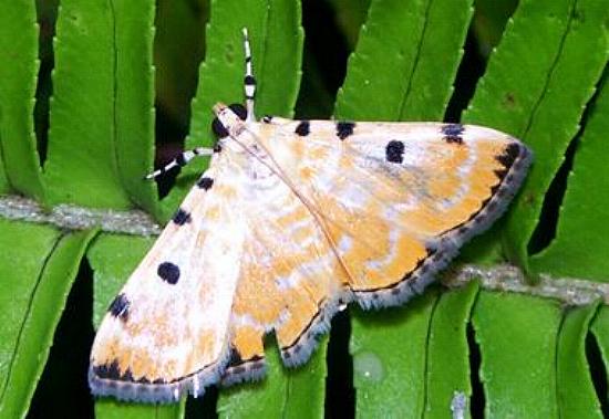 Notarcha polytimeta