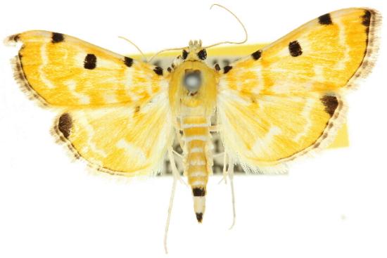 Notarcha polytimeta