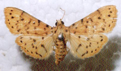 Conogethes punctiferalis