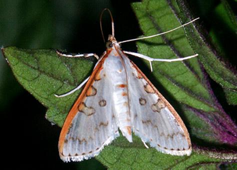 Palpita rhodocosta