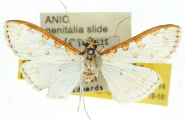 Palpita rhodocosta