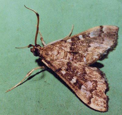 Nacoleia rhoeoalis